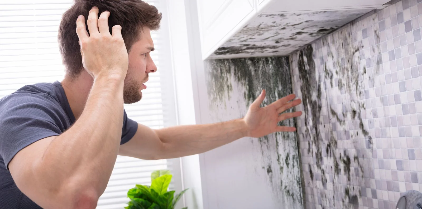 how to eliminate mold from home