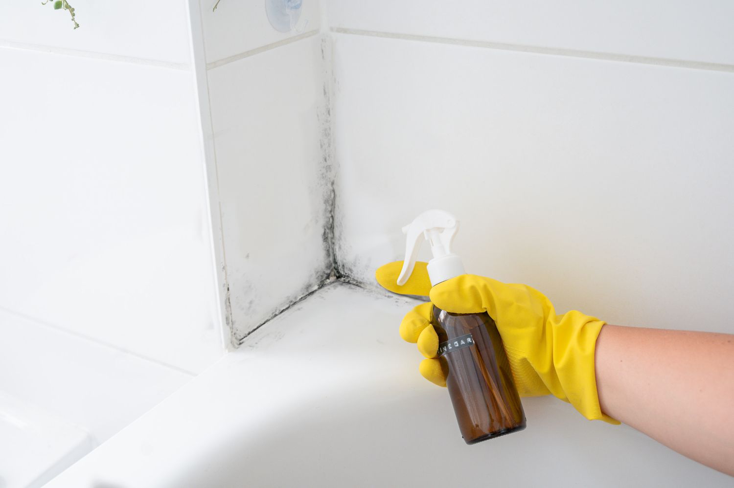 will vinegar kill mold