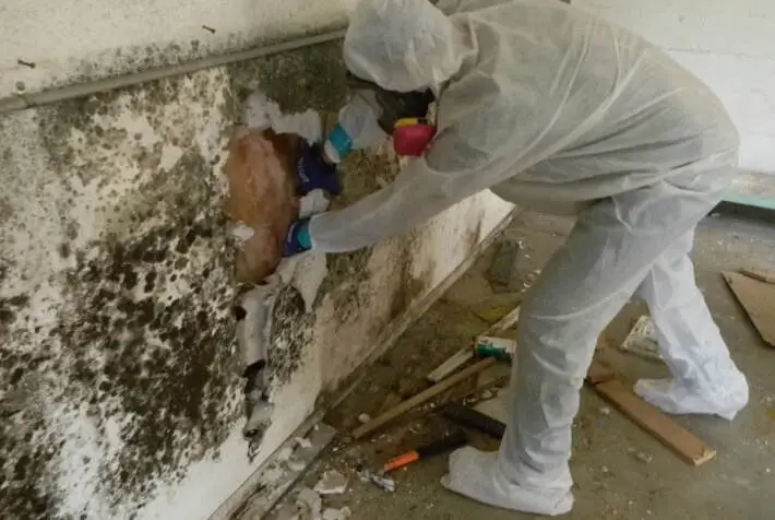 Black Mold Removal