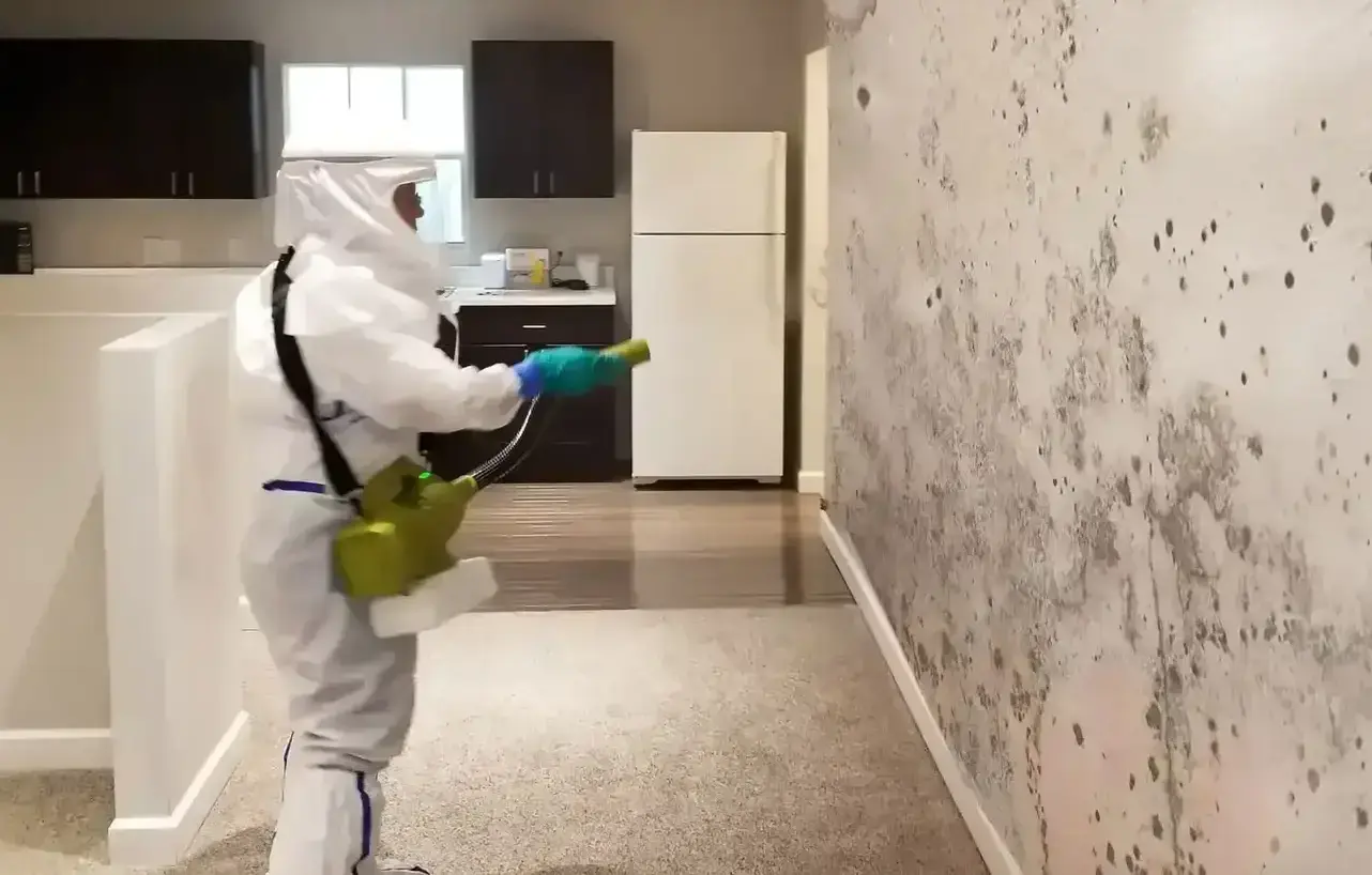 Black Mold Removal
