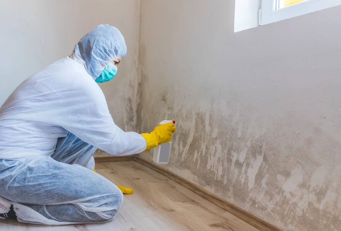 mold removal on walls