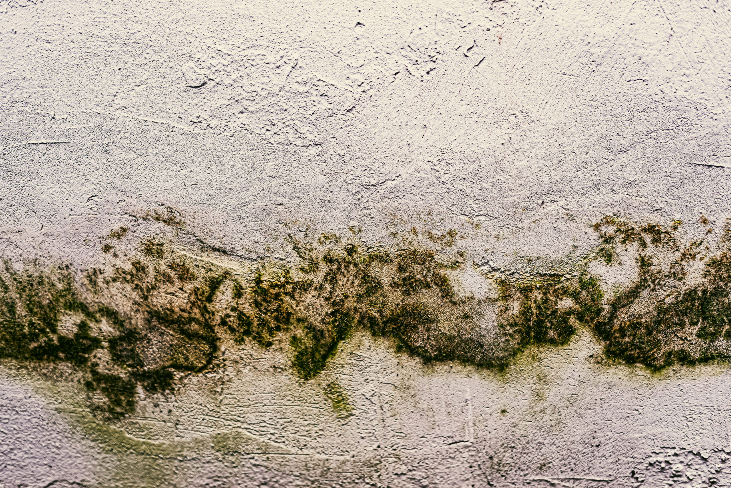 how to prevent mold during rainy season