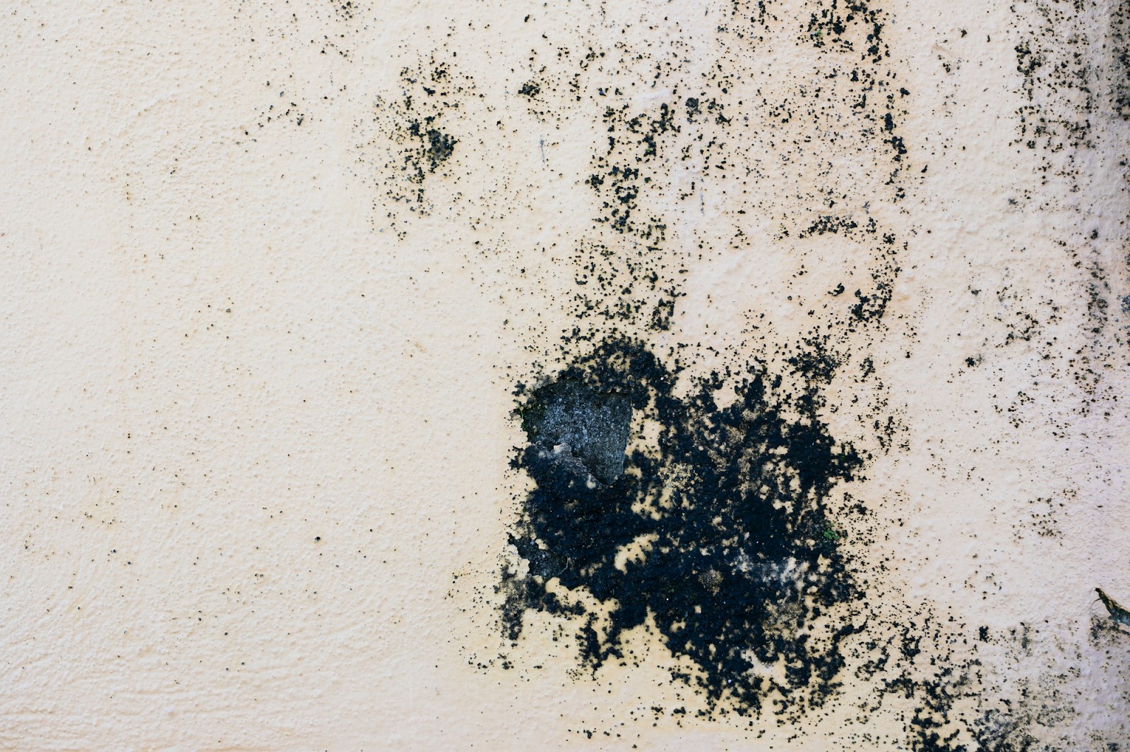 how fast can black mold spread