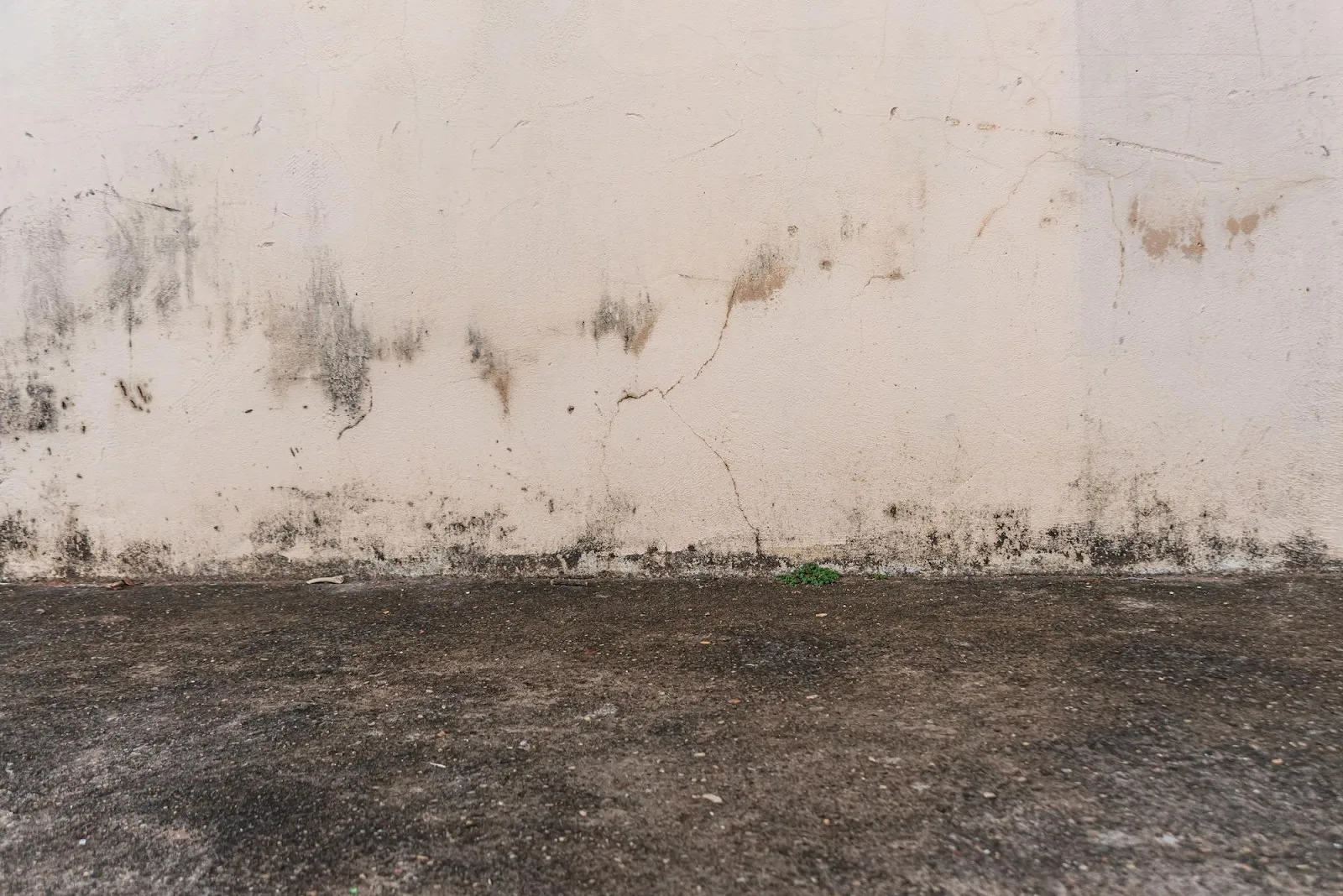 mold under vinyl plank flooring