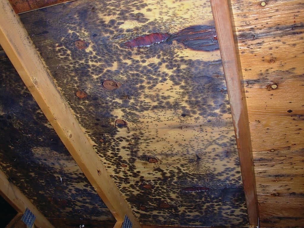 attic ventilation to prevent mold