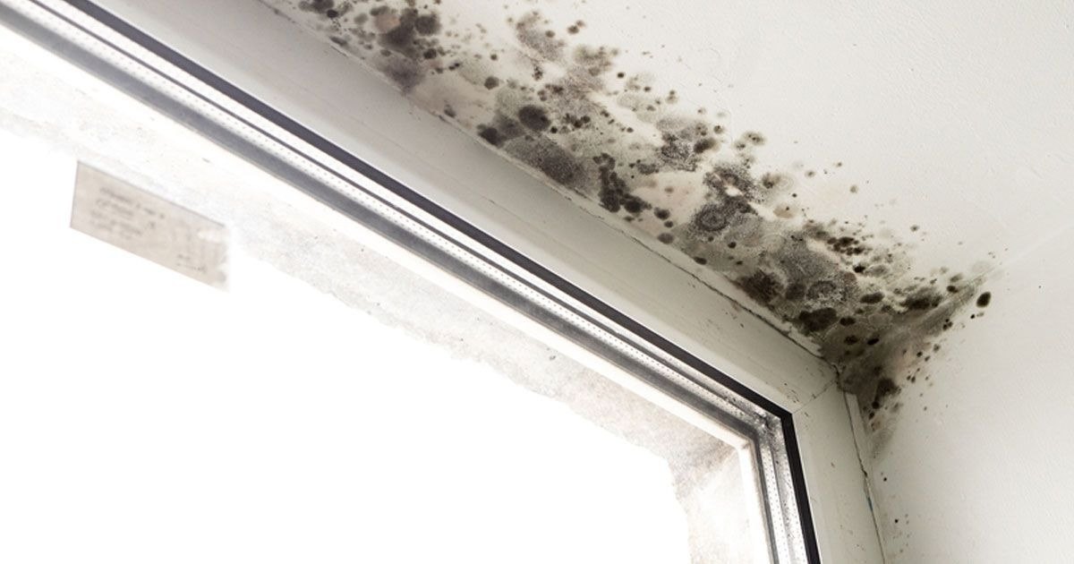 black mold in laundry room