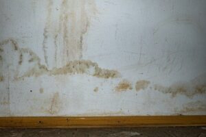 mold removal after flood