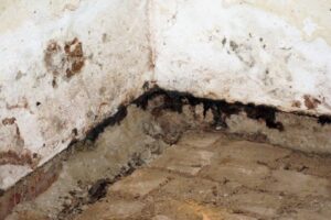 mold removal after flood