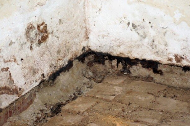 mold removal after flood