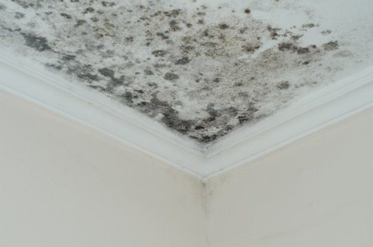 what are symptoms of mold allergies