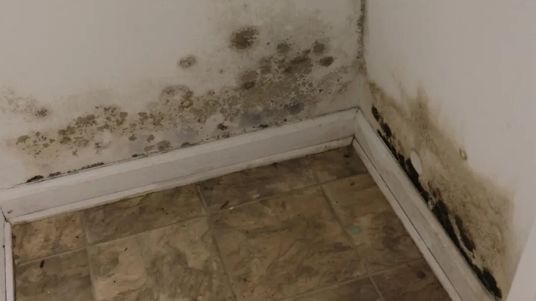 mold after a hurricane