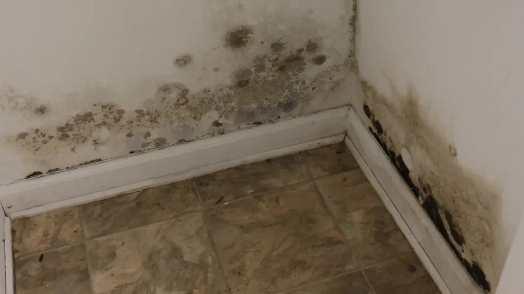mold after a hurricane