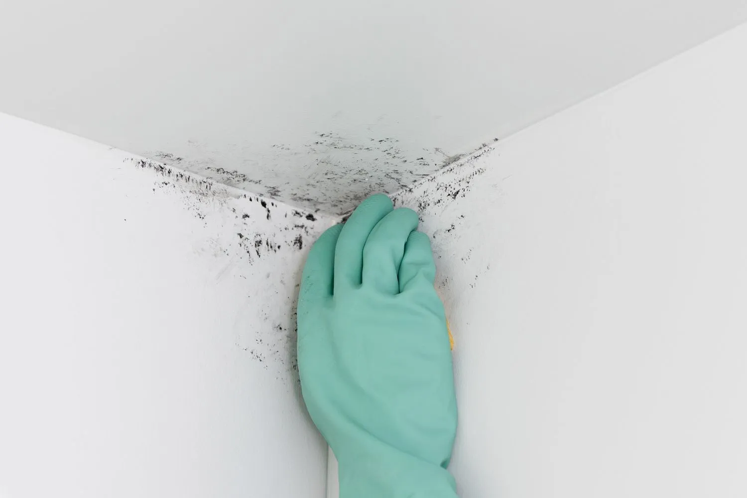 Black mold spots spreading across a bathroom ceiling above the shower from poor ventilation