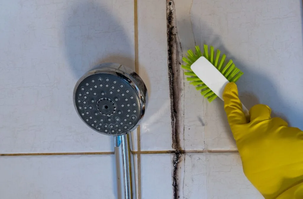 Gloved hand scrubbing black mold out of shower tile grout lines with a stiff bristle brush