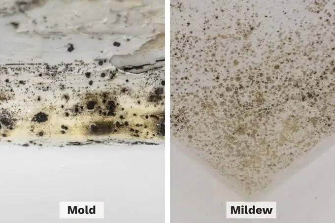 Side by side close up comparing flat gray mildew on tile to fuzzy black and green mold in shower grout