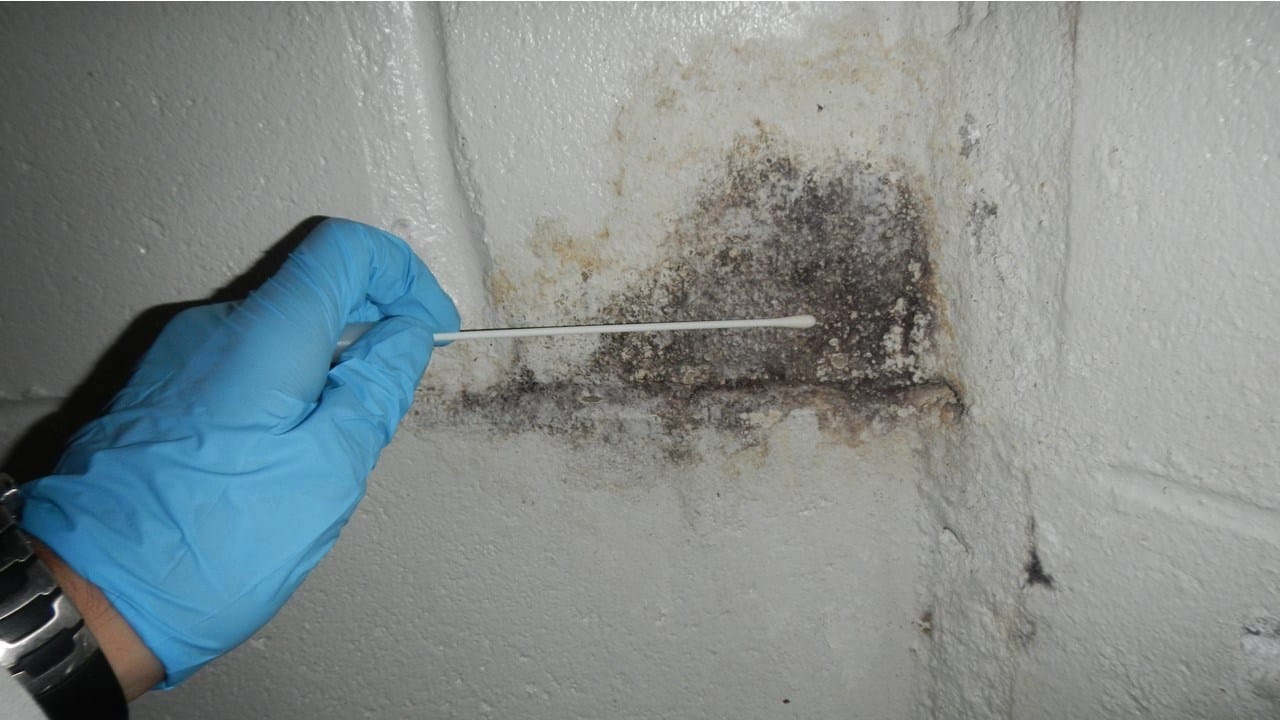 how to test for mold after water damage