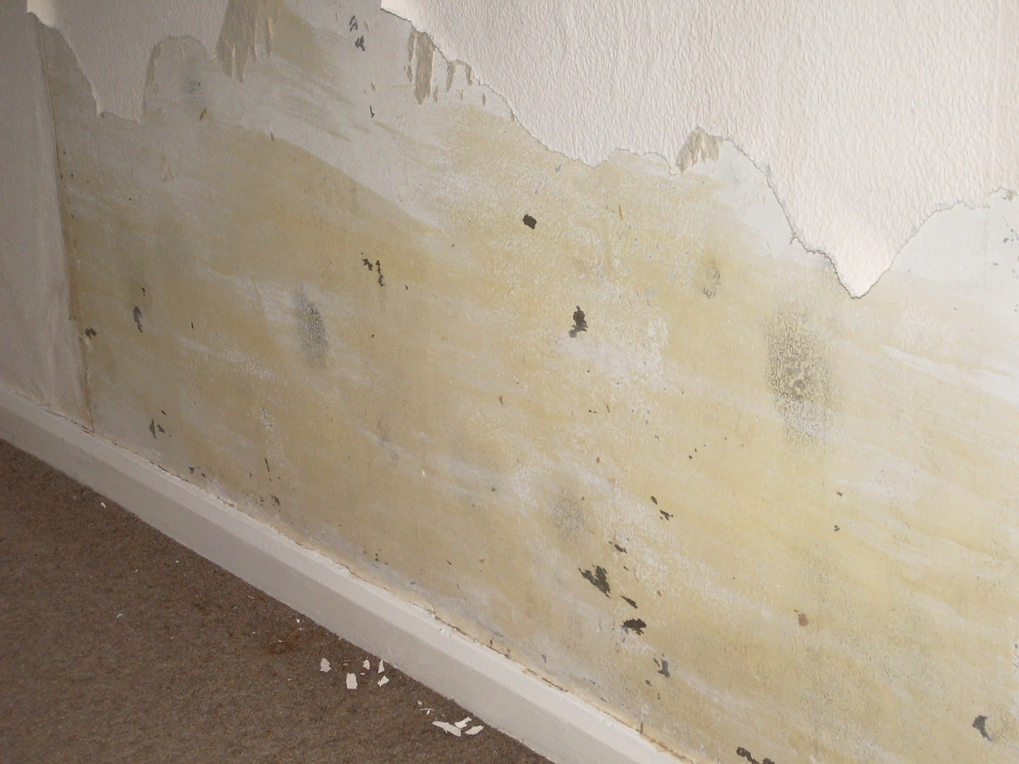 mold test before buying house