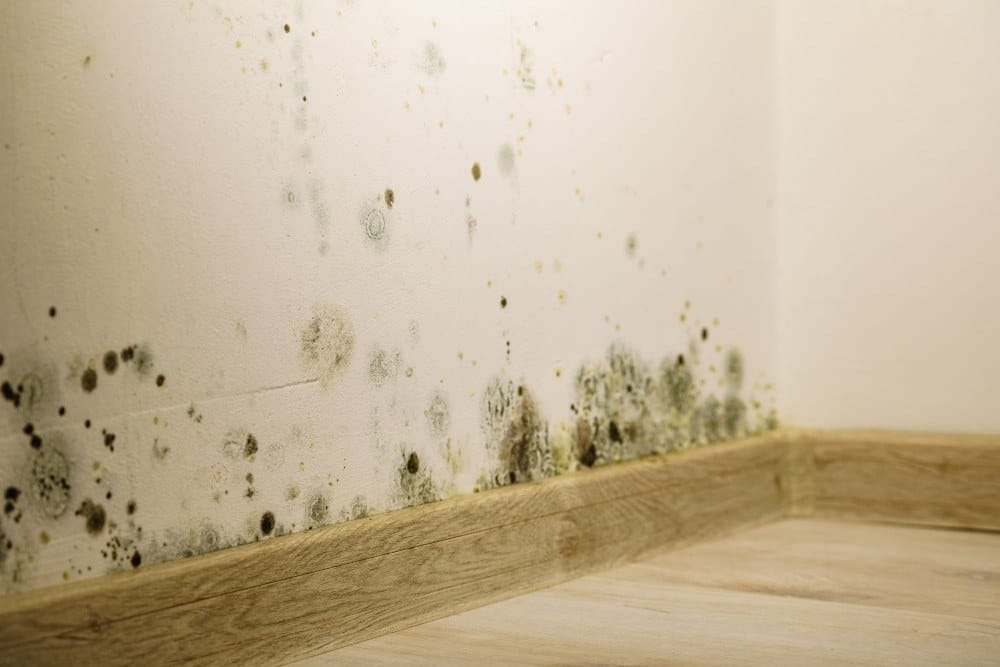 signs of hidden mold behind walls