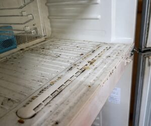 mold in refrigerator